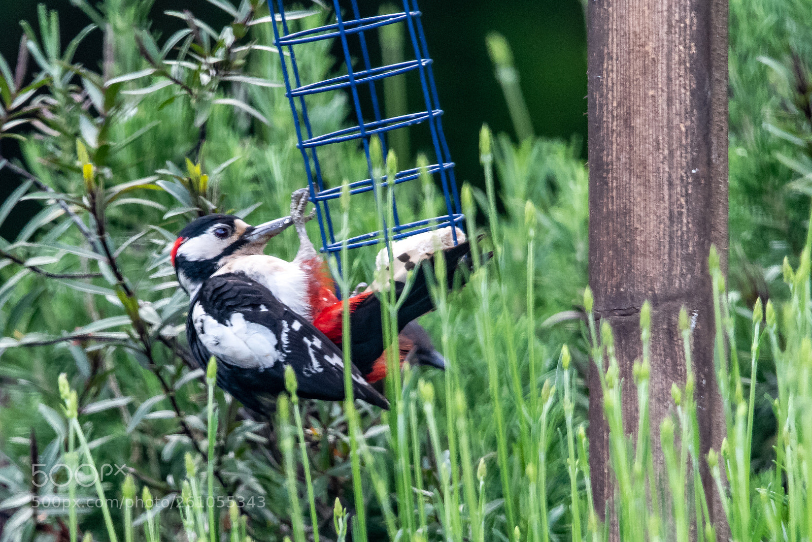 Nikon D850 sample photo. Swinging pecker photography
