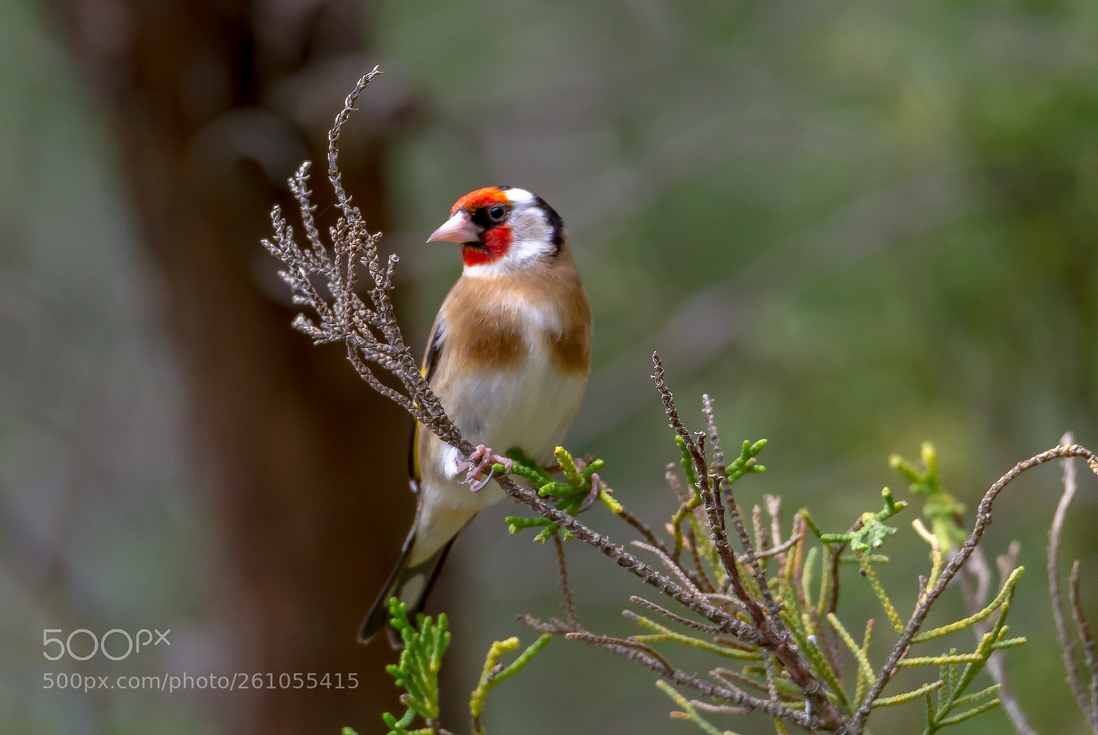 Canon EOS 7D sample photo. Goldfinch photography