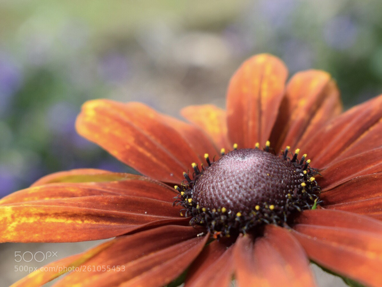 Nikon D5300 sample photo. Skin deep velvet sensation  photography