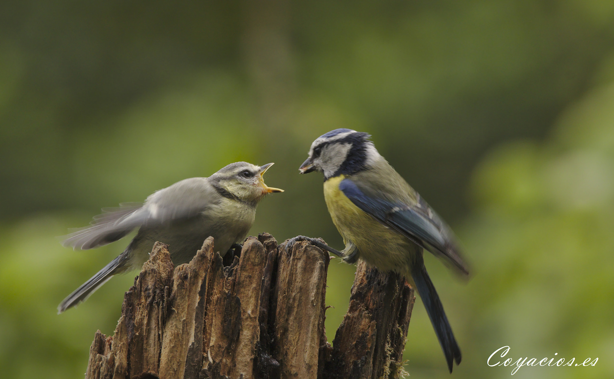 Canon EOS 7D Mark II sample photo. Ceba de herrerillo común (cyanistes caeruleus) photography