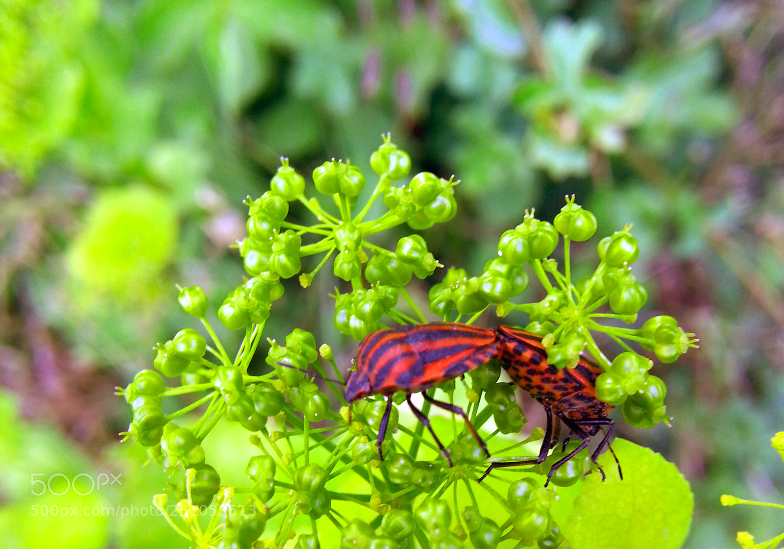 Samsung Galaxy Note2 sample photo. Flower photography