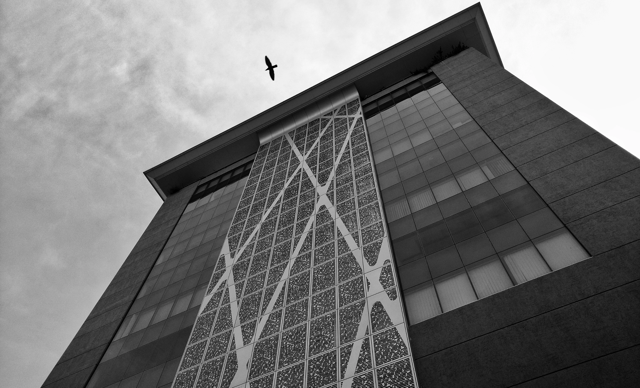 Motorola Moto X Play sample photo. Some tall tree and bird photography