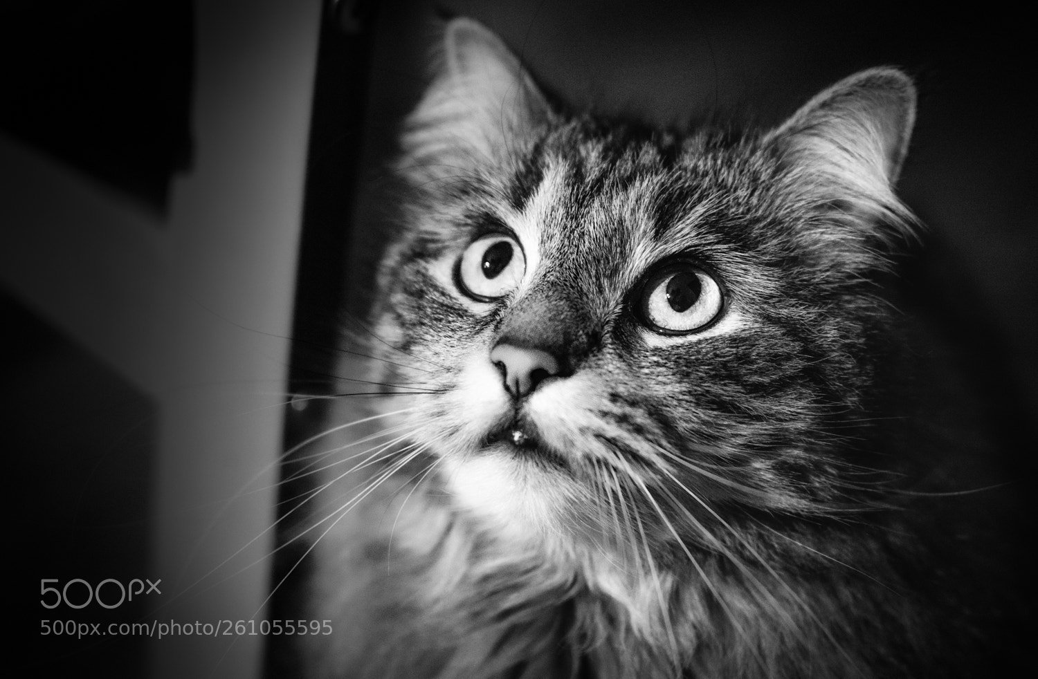 Nikon D5200 sample photo. Maggie photography