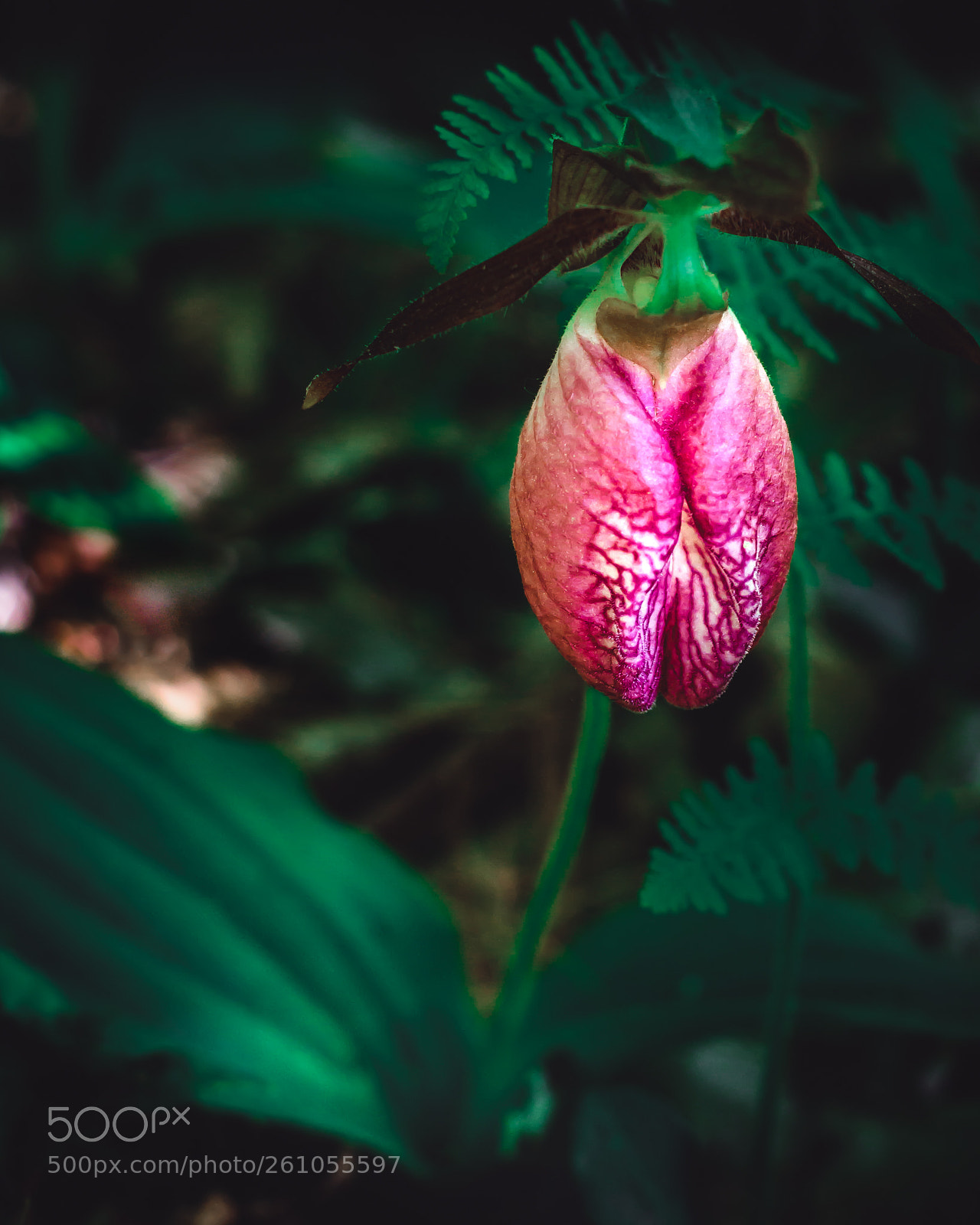 Nikon D5500 sample photo. Wild flower photography