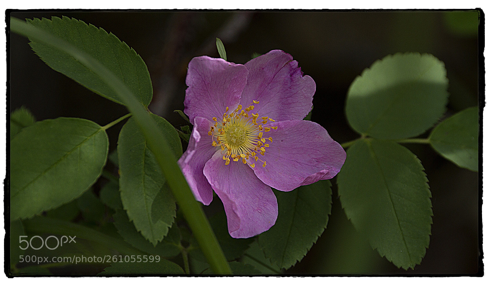Canon EOS 7D sample photo. Wildrose  photography