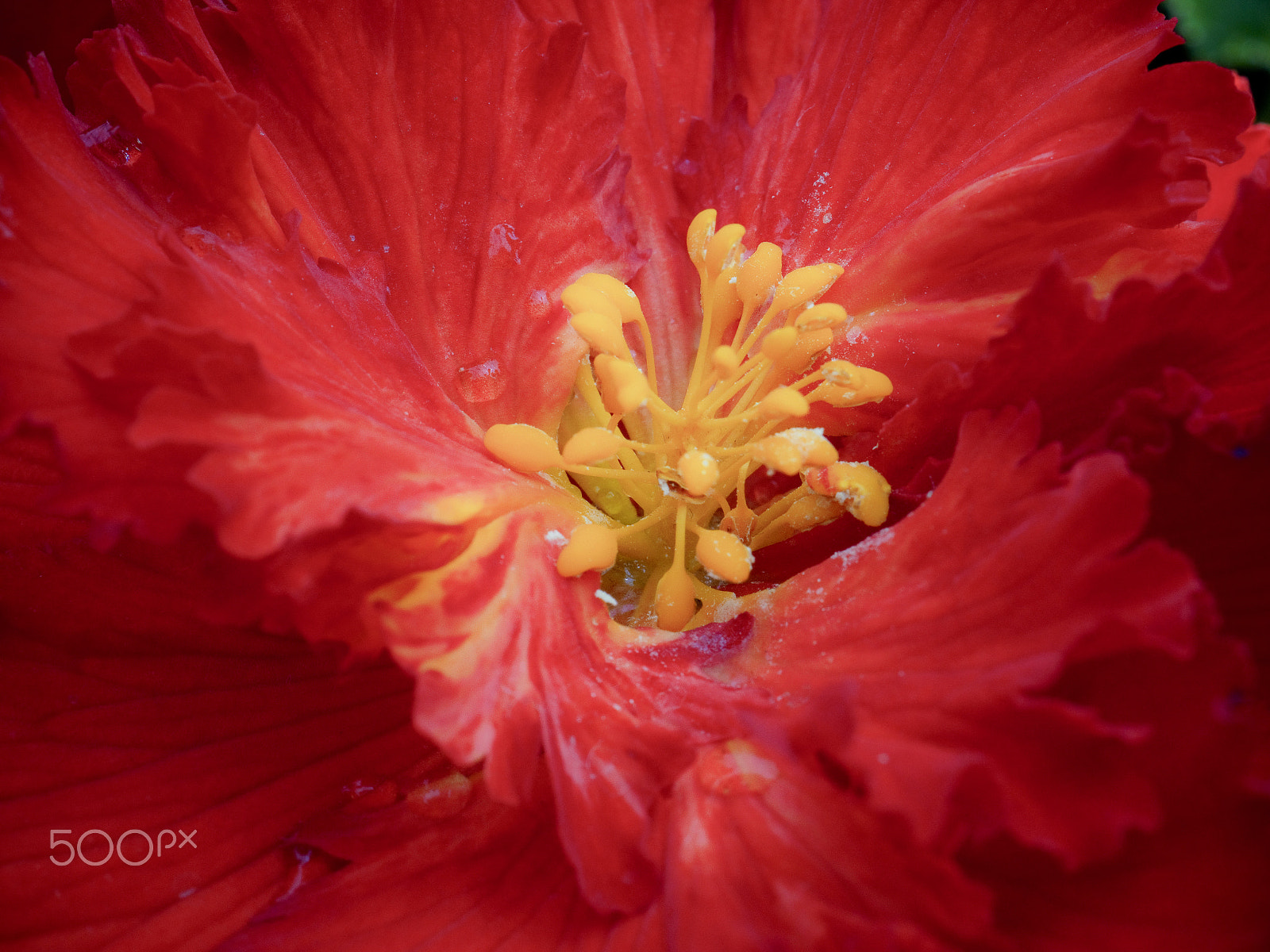 Olympus PEN-F sample photo. Untittled photography