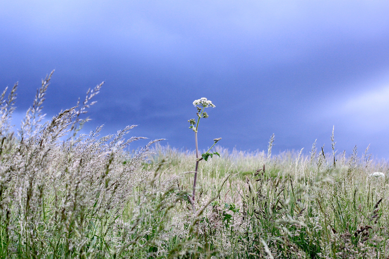 Canon EOS 500D (EOS Rebel T1i / EOS Kiss X3) sample photo. . . . photography