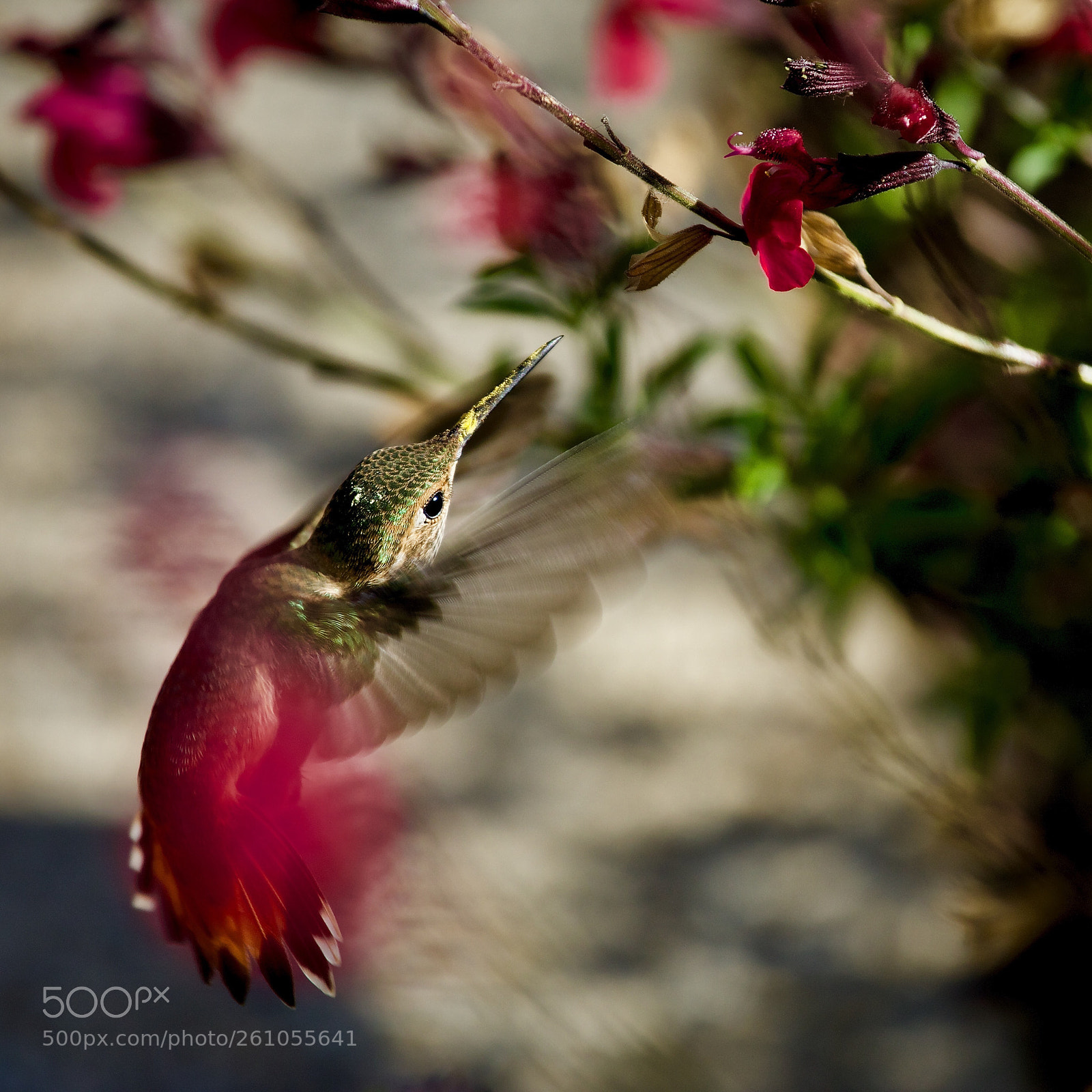 Canon EOS 5D Mark IV sample photo. King fu humming bird photography