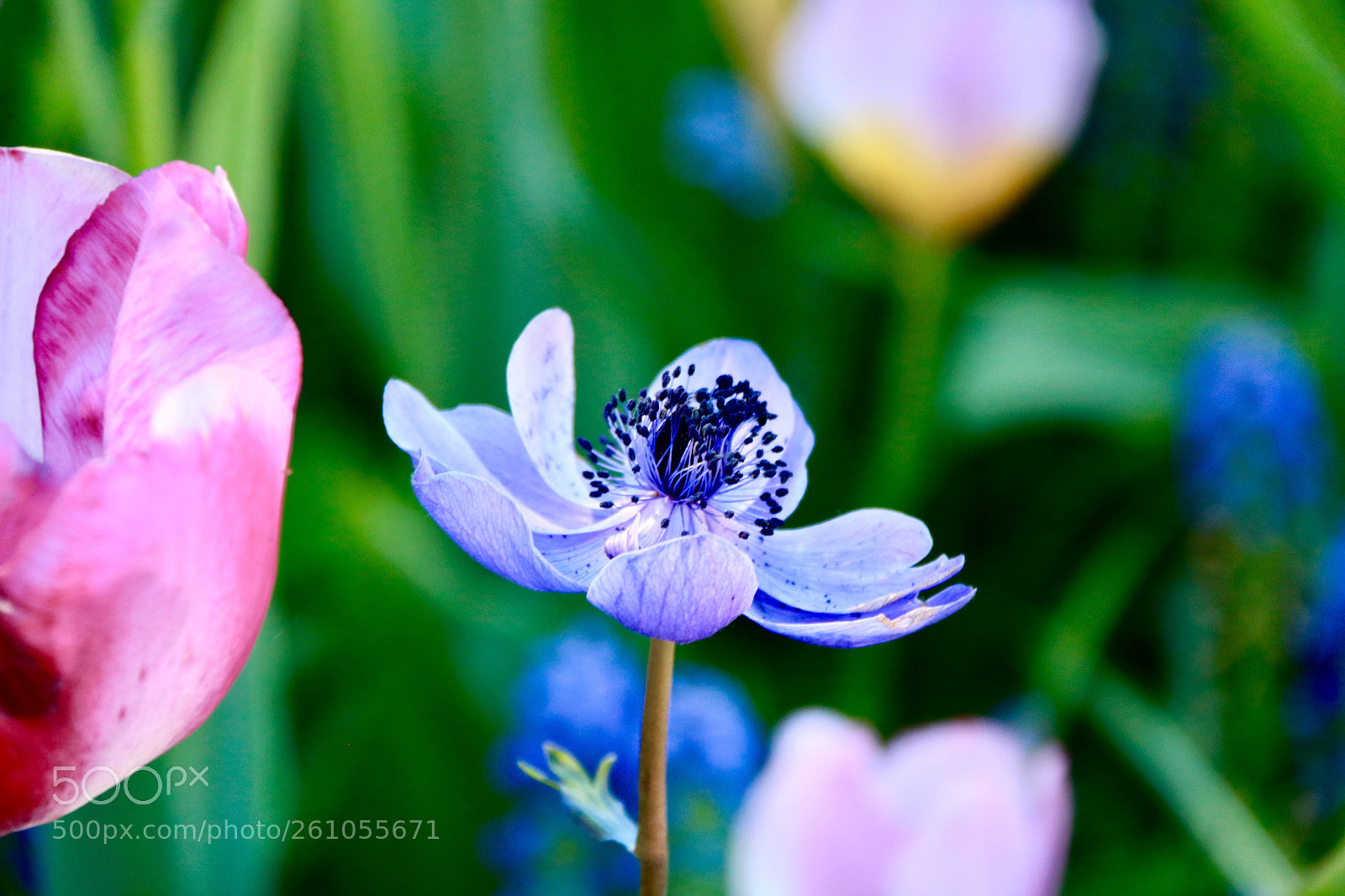 Canon EOS 750D (EOS Rebel T6i / EOS Kiss X8i) sample photo. Blue photography