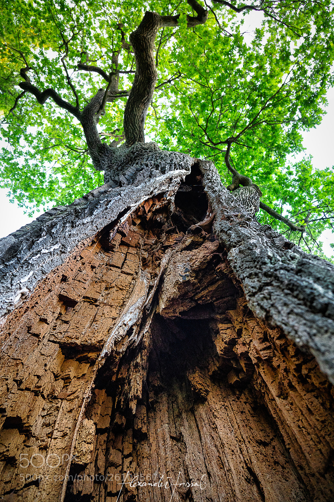 Sony a7R II sample photo. The tree is still photography