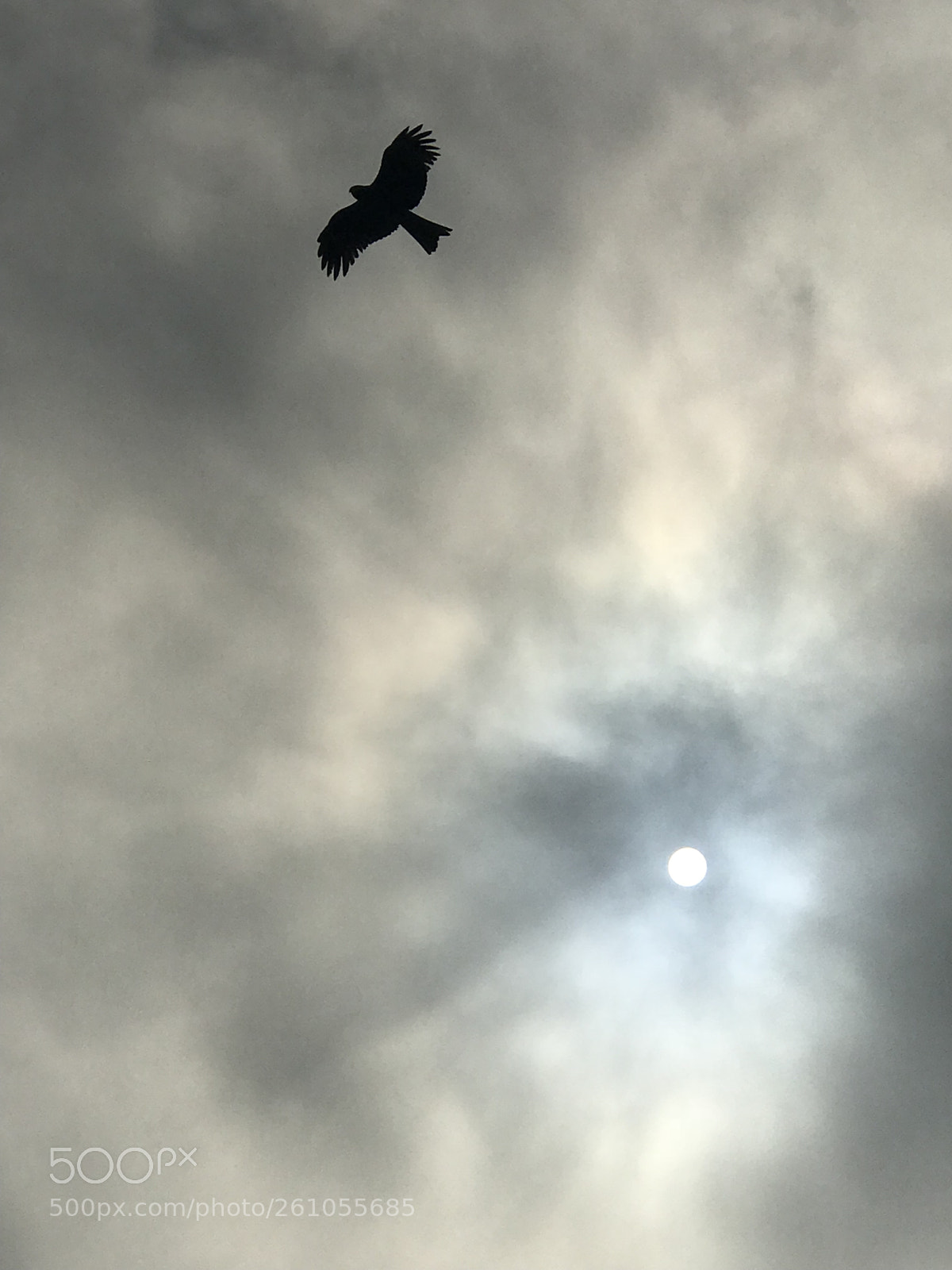 Apple iPhone 7 Plus sample photo. The eagle and the photography