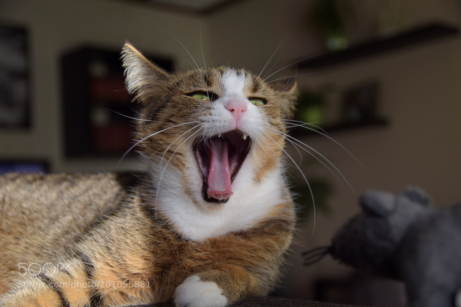 Nikon D5500 sample photo. Miau photography