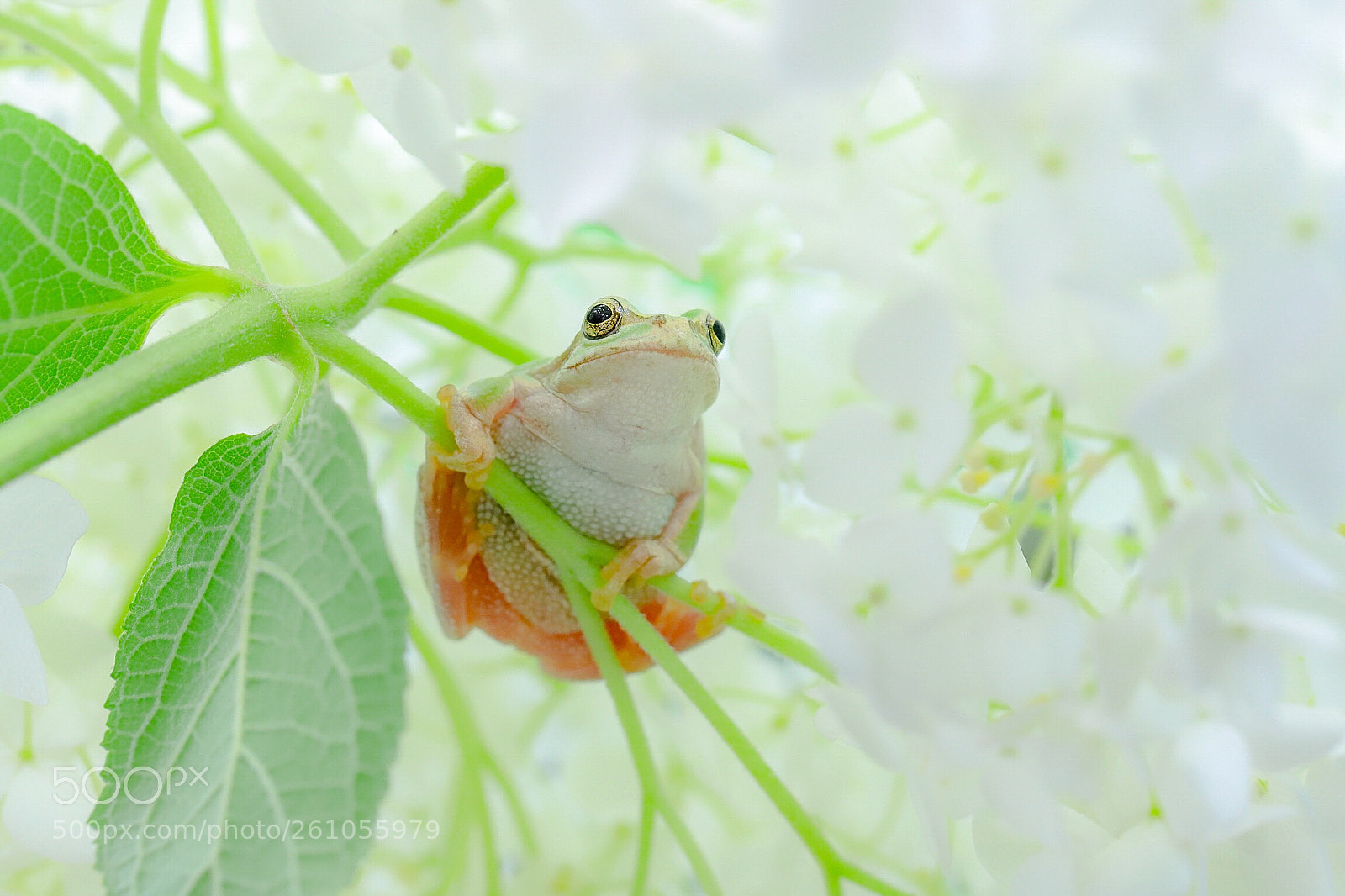 Canon EOS 6D Mark II sample photo. Relax in the hydrangea photography