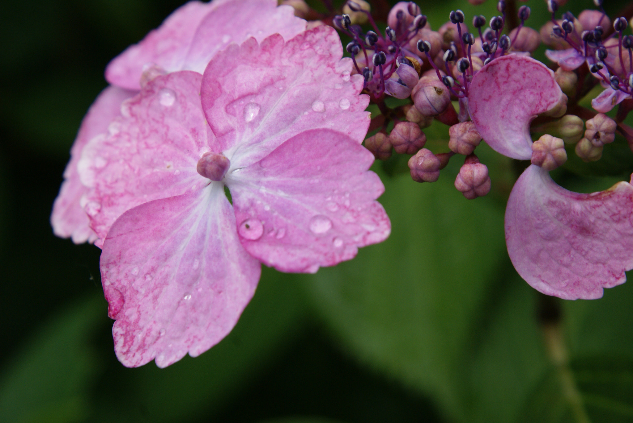 Sony Alpha DSLR-A100 sample photo. Hydrangea photography