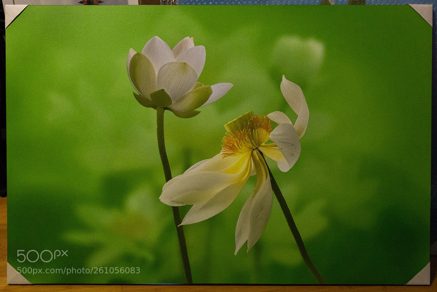 Canon EOS-1D X sample photo. Untitled photography