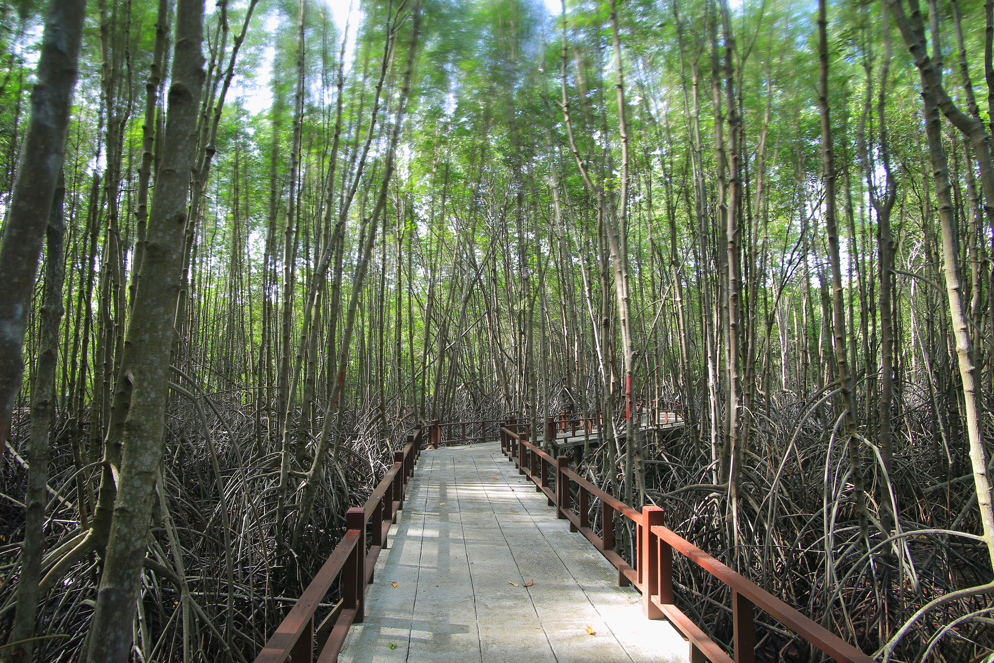 Canon EOS 6D sample photo. Dancing forest photography