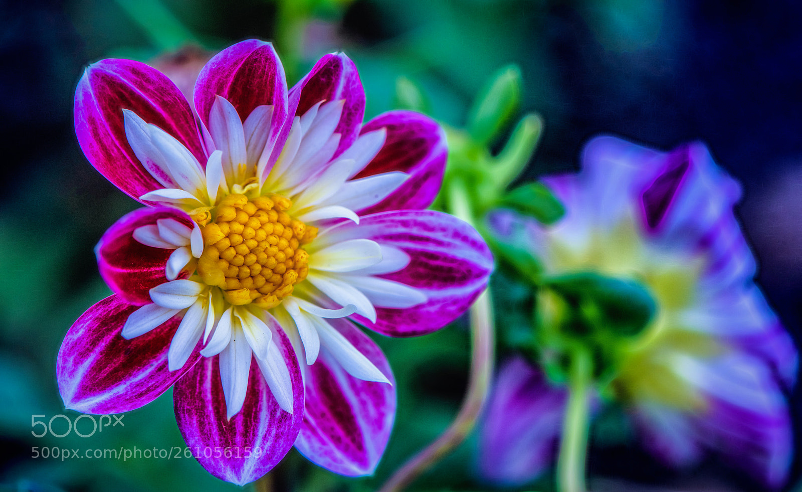 Nikon D850 sample photo. Near the lake ... photography
