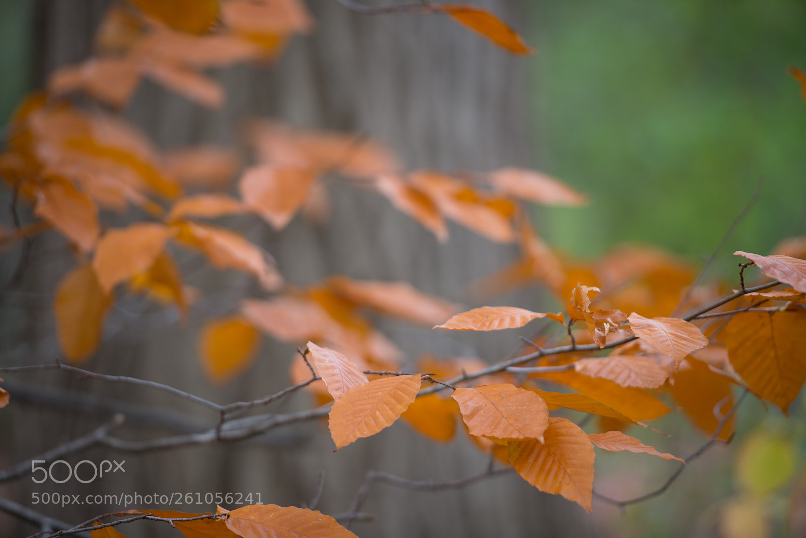 Nikon D600 sample photo. Oak ridges leaves, autumn photography