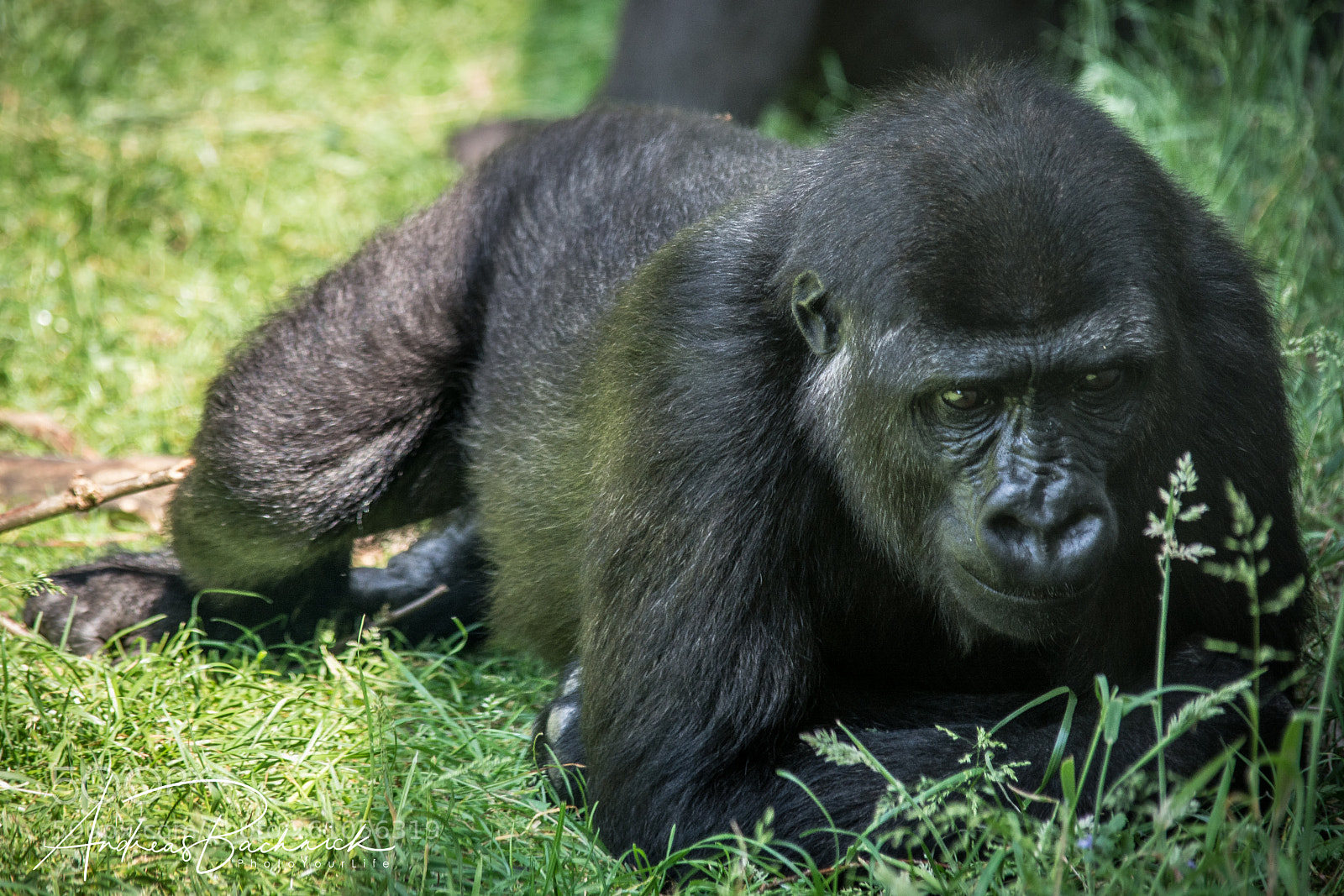 Nikon D5200 sample photo. Dreaming gorilla photography