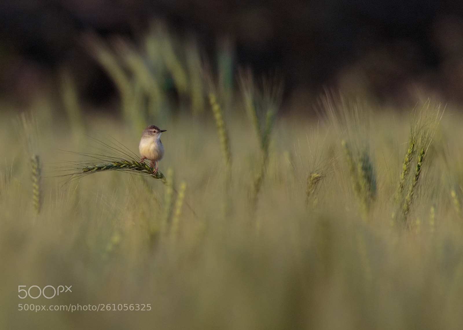 Canon EOS 7D Mark II sample photo. Plain prinia photography