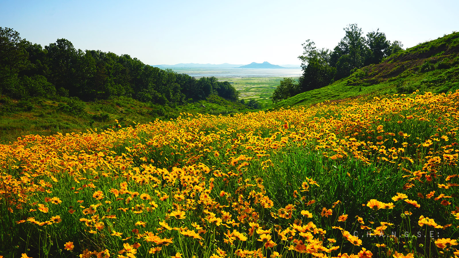 Sony a99 II sample photo. The yellow valley... photography