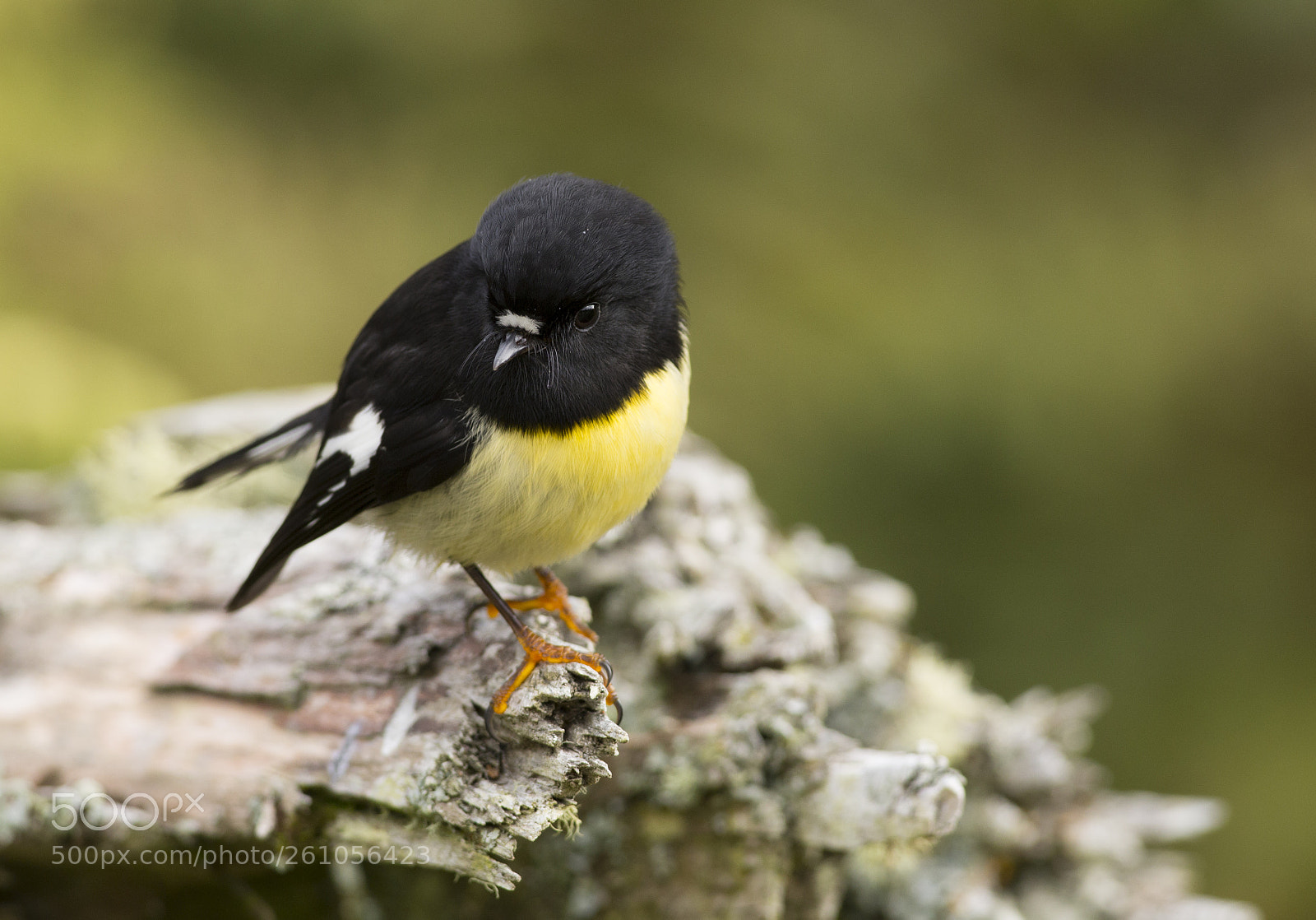 Canon EOS 6D sample photo. Male tomtit sits on photography