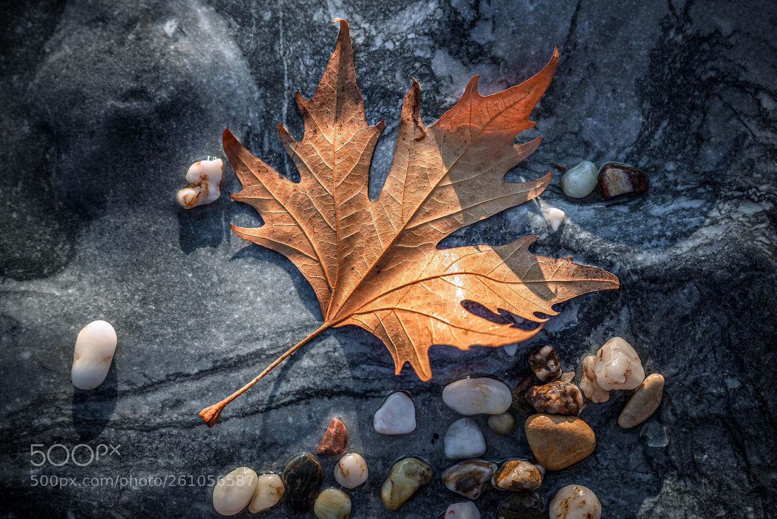 Nikon D600 sample photo. Untitled photography