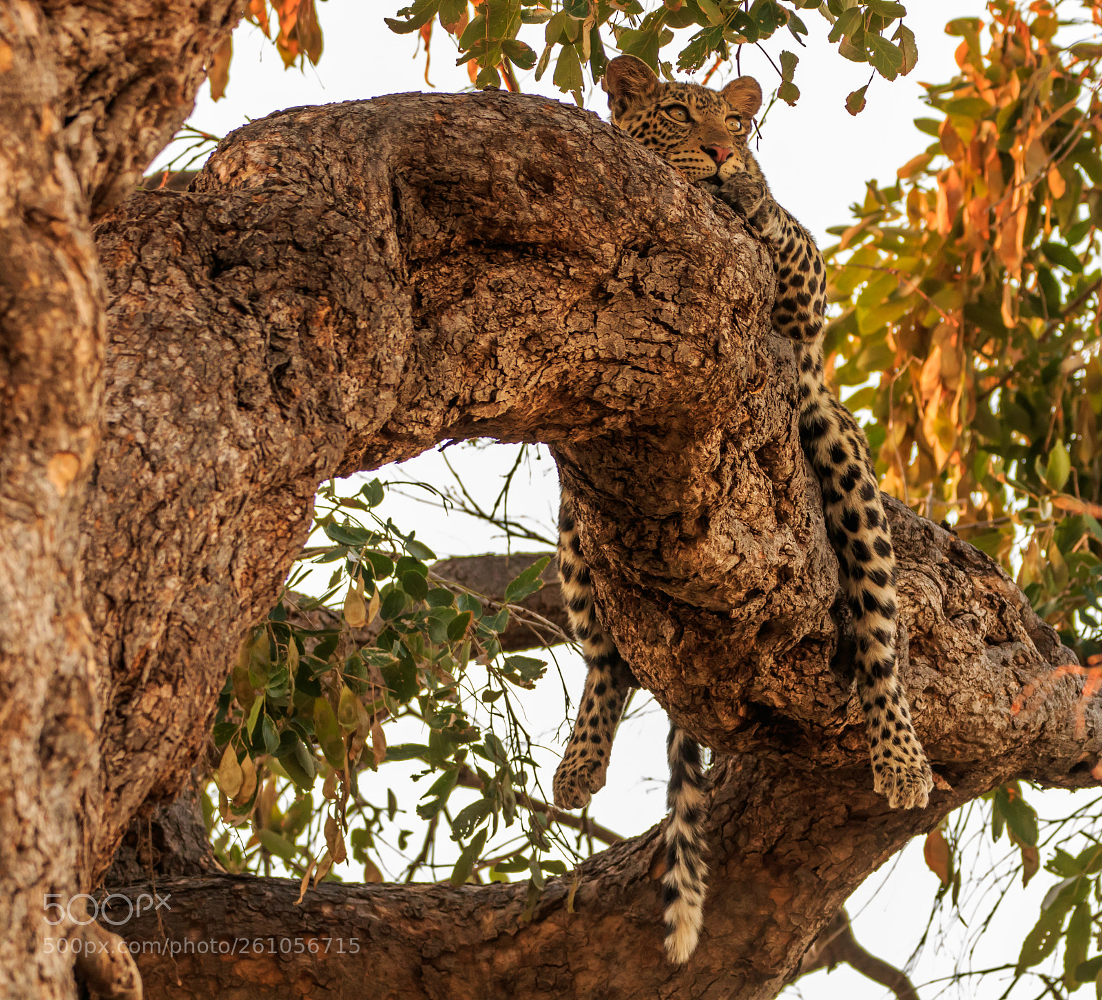 Canon EOS 7D Mark II sample photo. Botswana - mashatu photography