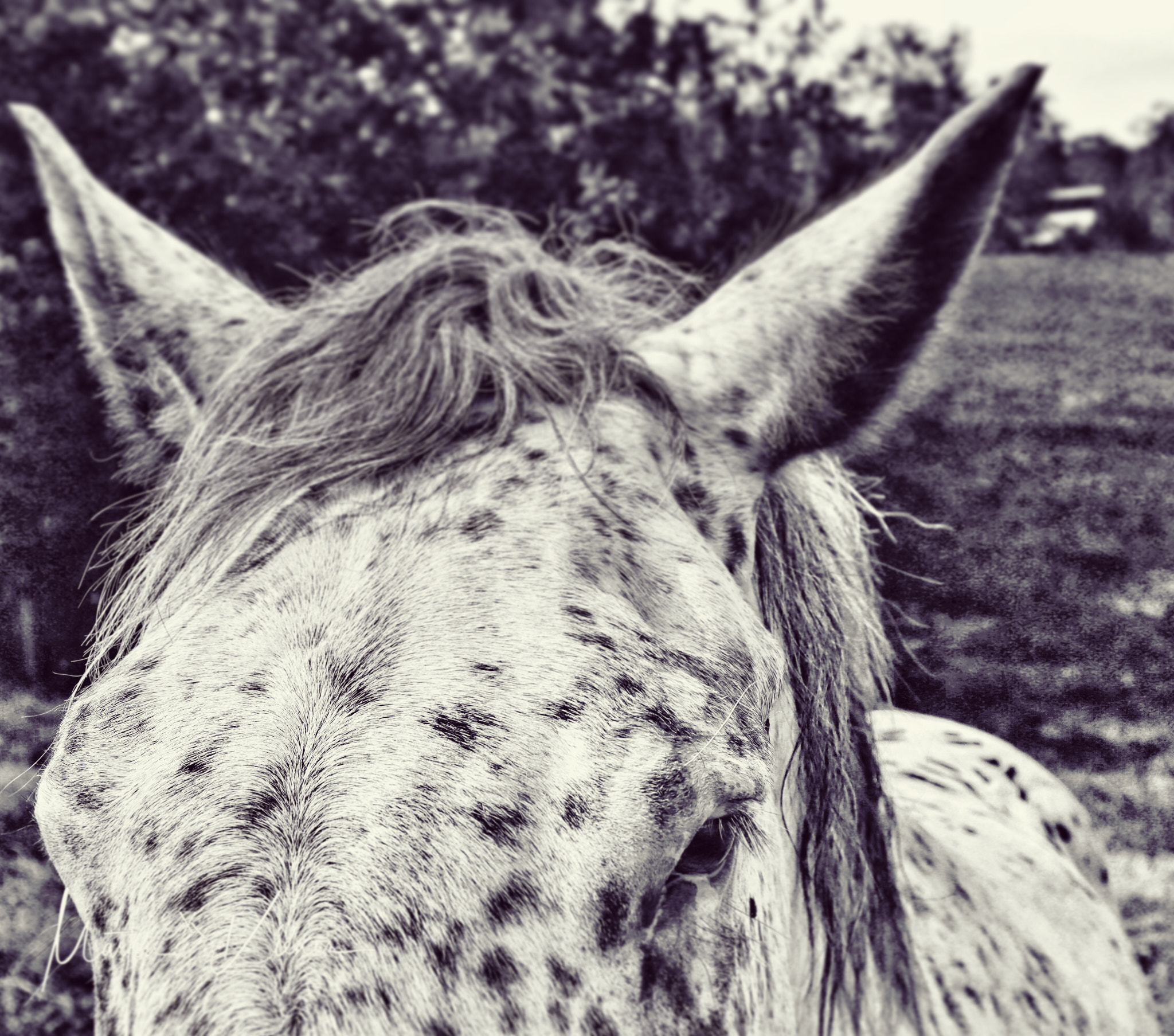 Canon EOS M50 (EOS Kiss M) sample photo. Portrait of a hoarse horse photography