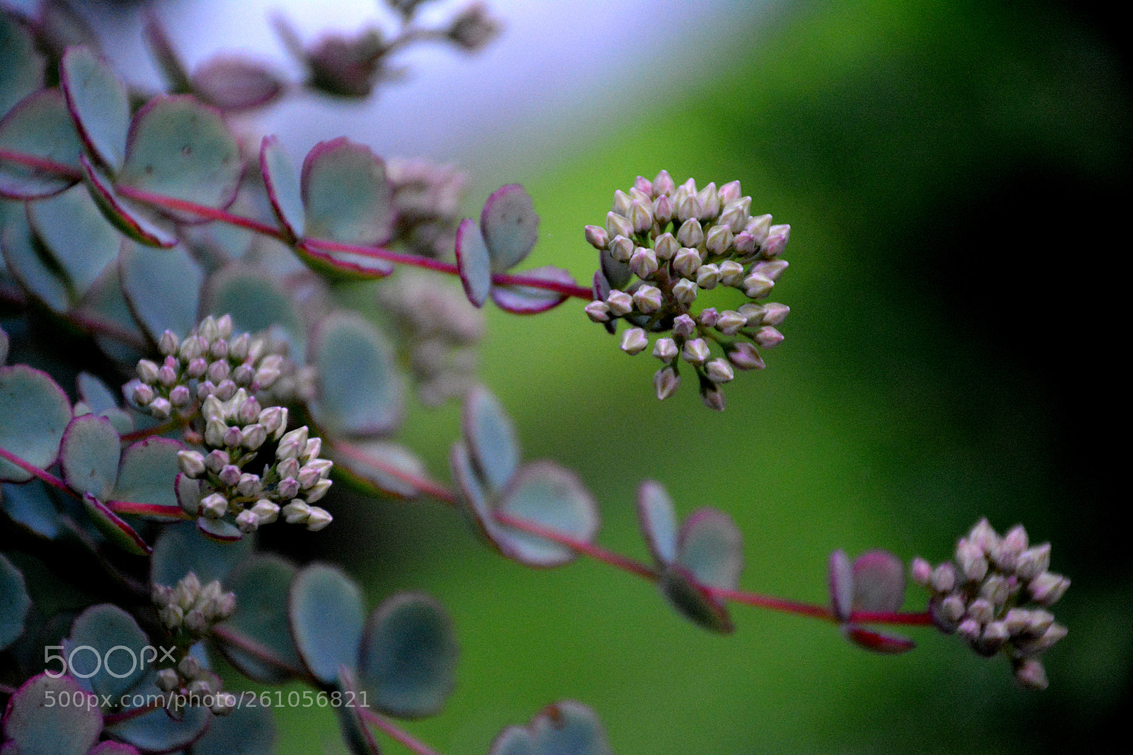 Nikon D5200 sample photo. Flowers photography