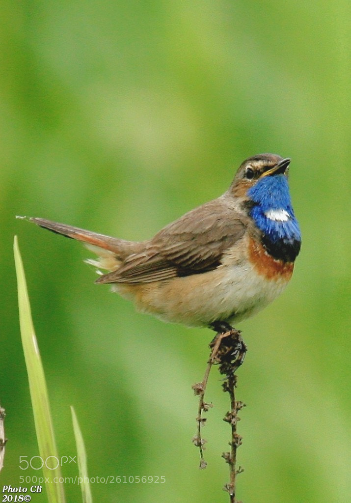 Canon EOS 400D (EOS Digital Rebel XTi / EOS Kiss Digital X) sample photo. Beautifully posing bluethroat photography