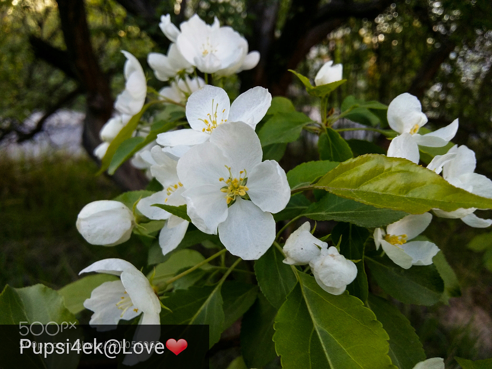 Samsung Galaxy A5 sample photo. Untitled photography