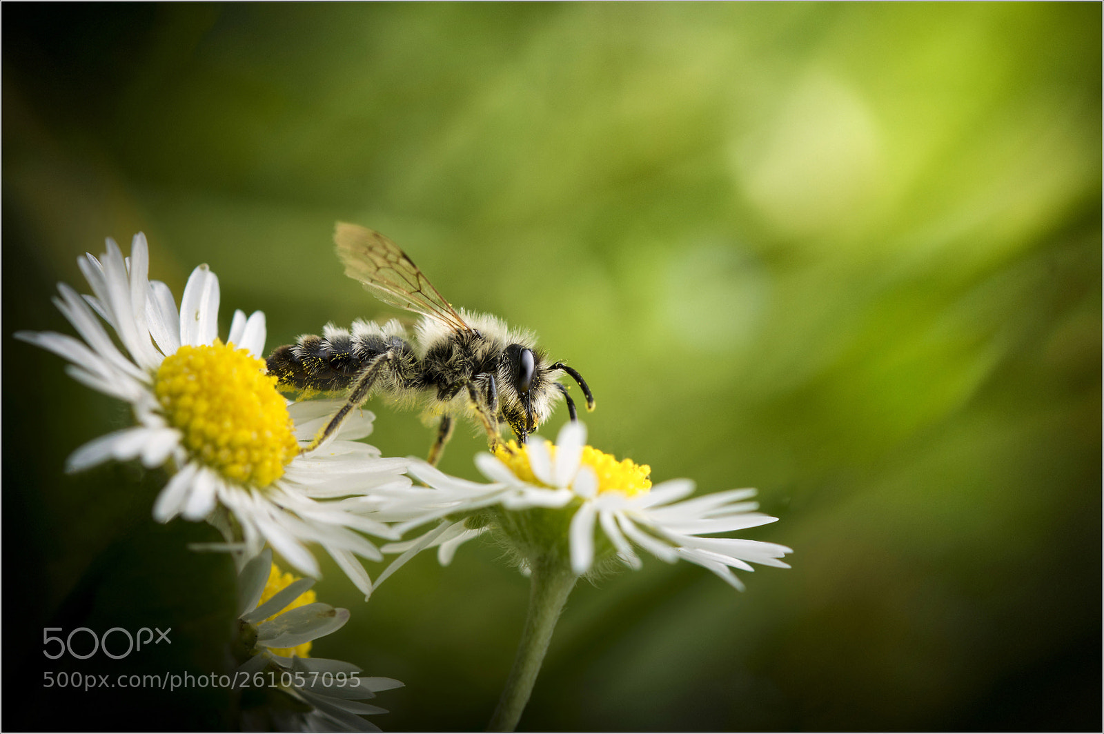 Nikon D7200 sample photo. Daisy bee photography