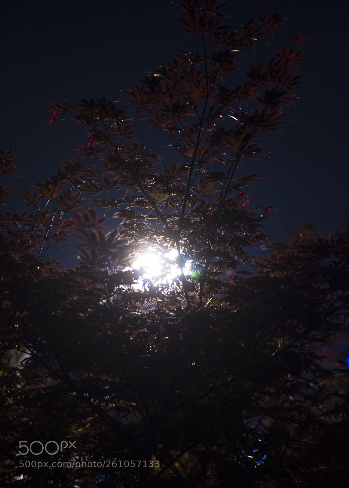 Nikon D810 sample photo. In a world   no.24 photography