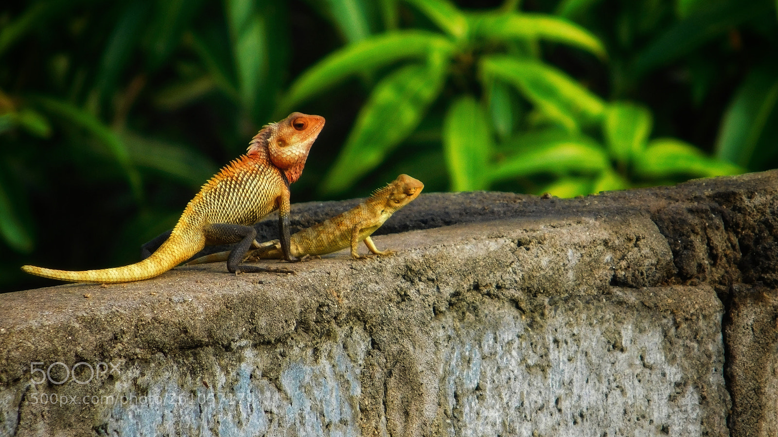 Nikon Coolpix L840 sample photo. Lizard s photography