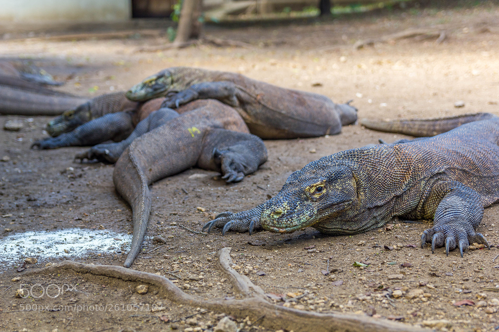 Canon EOS 550D (EOS Rebel T2i / EOS Kiss X4) sample photo. Family of dragons photography