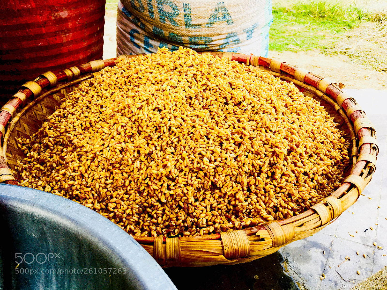 Apple iPhone SE sample photo. Whashing wheat for flour...... photography