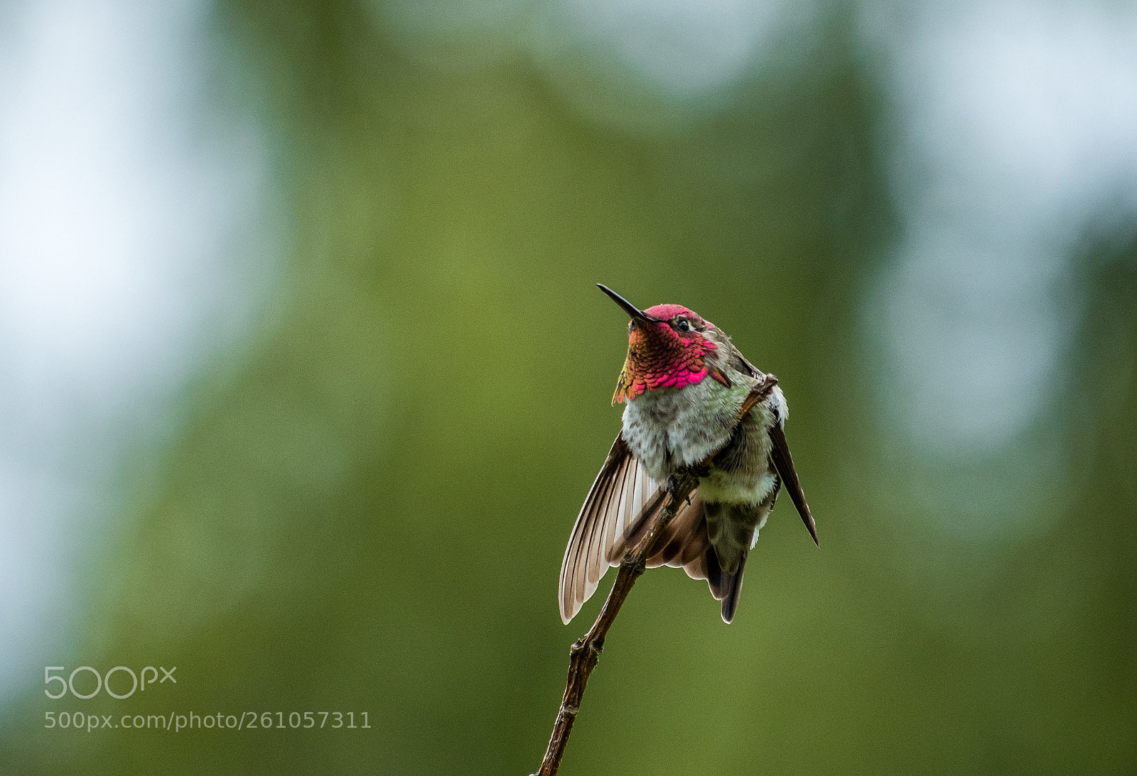 Olympus OM-D E-M5 II sample photo. Hummingbird flipping it's wings photography