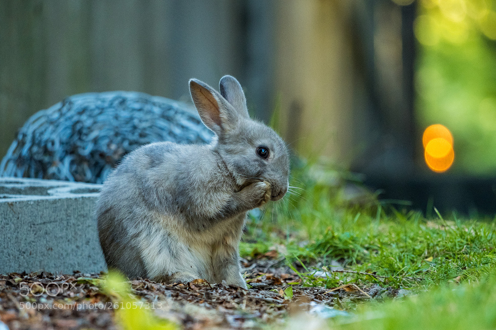 Olympus OM-D E-M5 II sample photo. Grey rabbit washing its photography