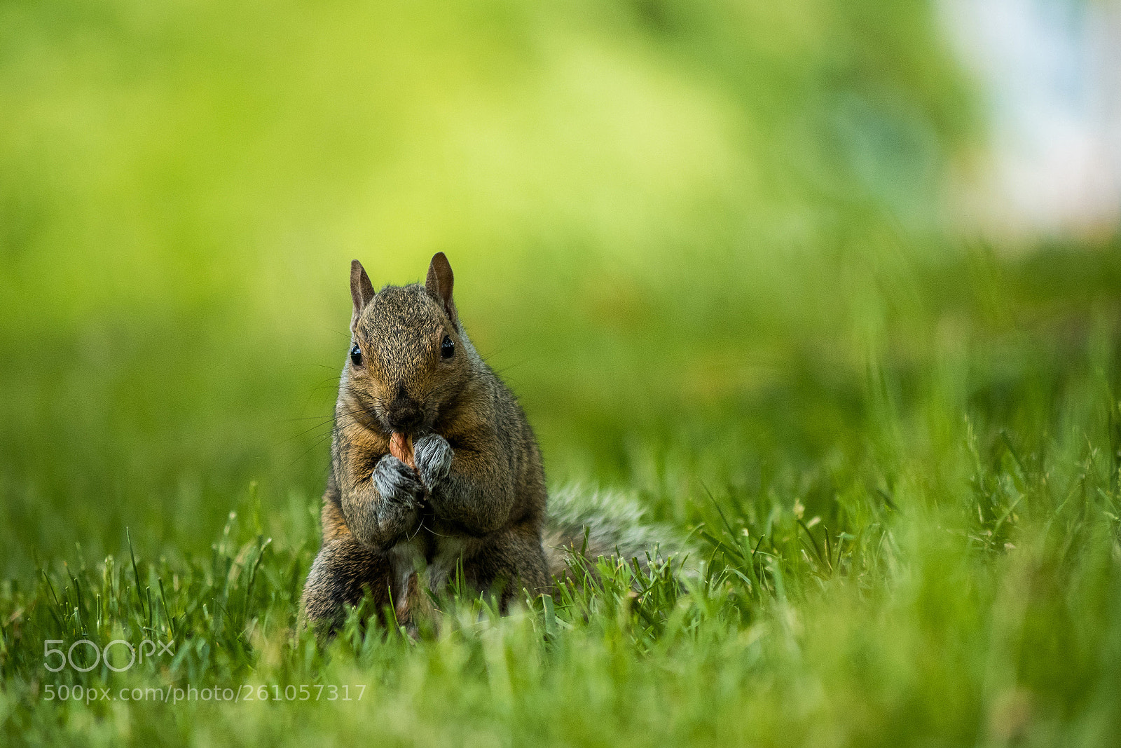 Olympus OM-D E-M5 II sample photo. Brown squirrel eating pine photography