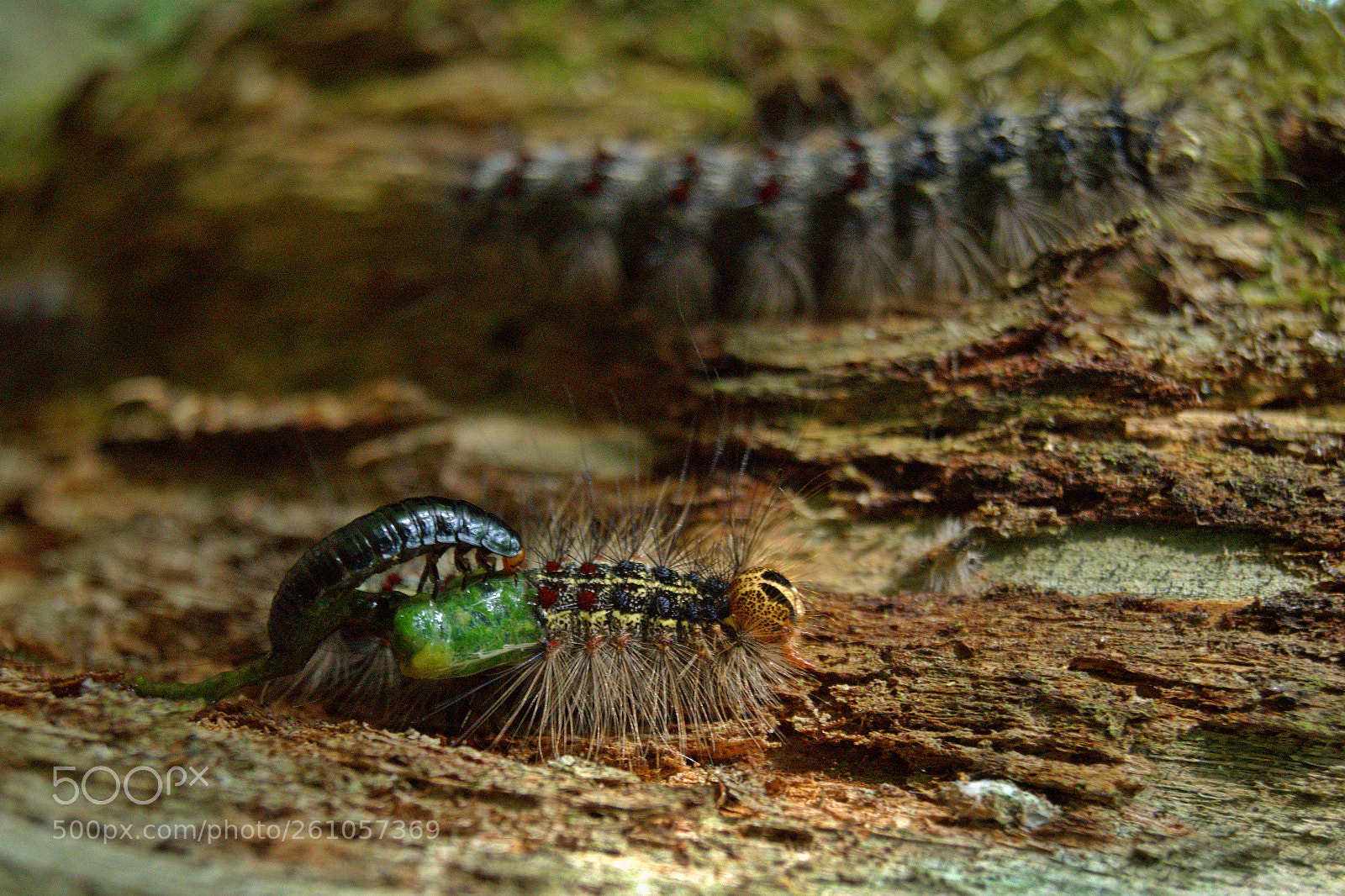 Sony SLT-A58 sample photo. Forest ecology photography