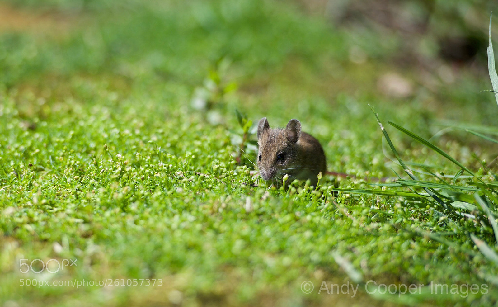 Nikon D810 sample photo. Out alone  photography