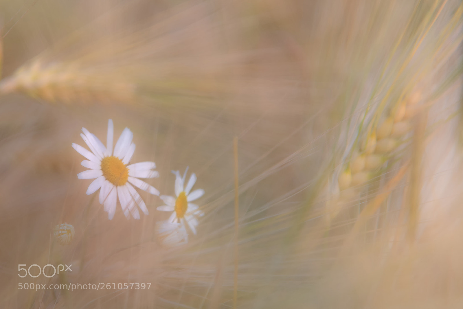 Nikon D850 sample photo. Flower photography