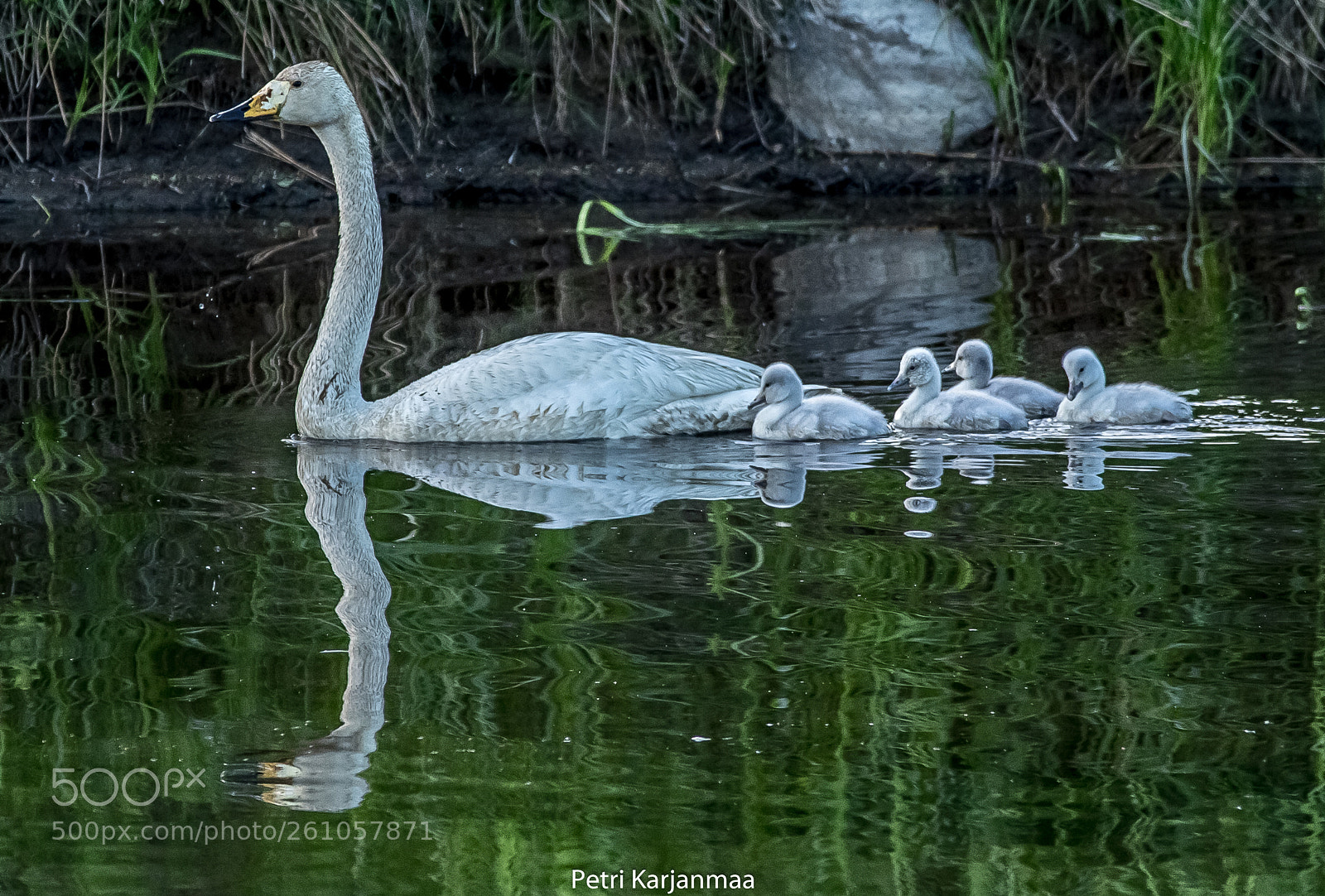 Canon EOS 7D Mark II sample photo. Swan wash photography