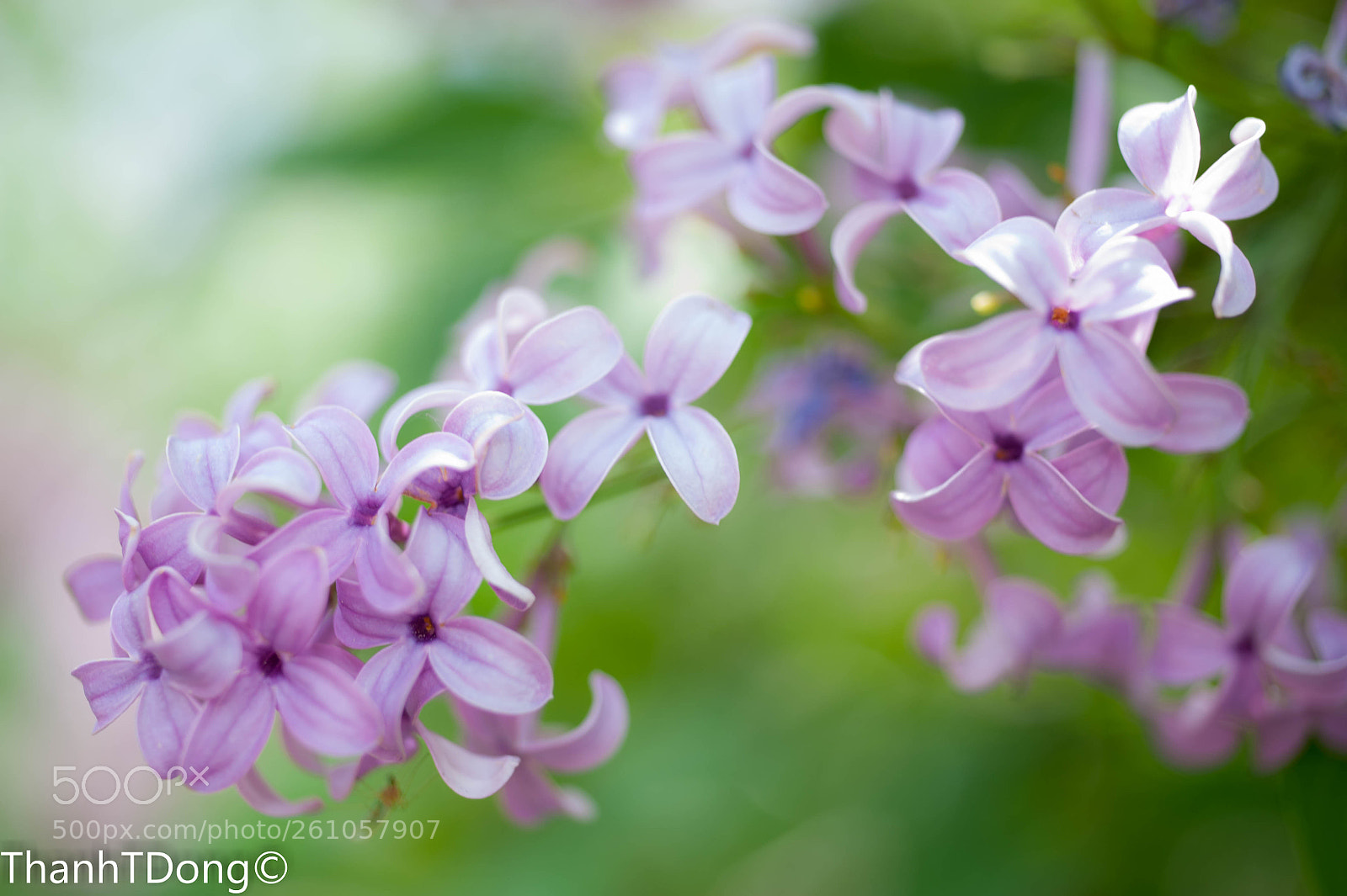 Nikon D700 sample photo. Beauty in nature photography