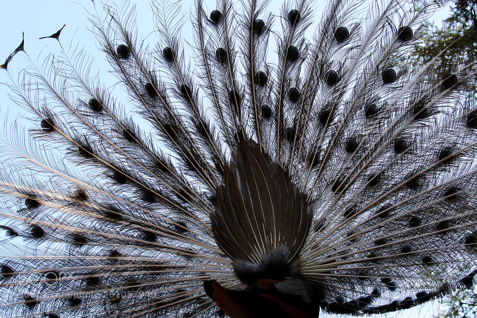 Canon EOS 7D Mark II sample photo. Buttshot when photographing the photography