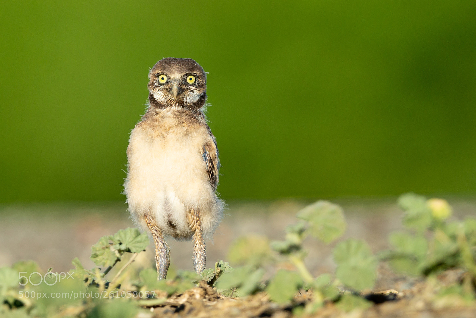 Canon EOS-1D X sample photo. Juvenile burrowing owl photography