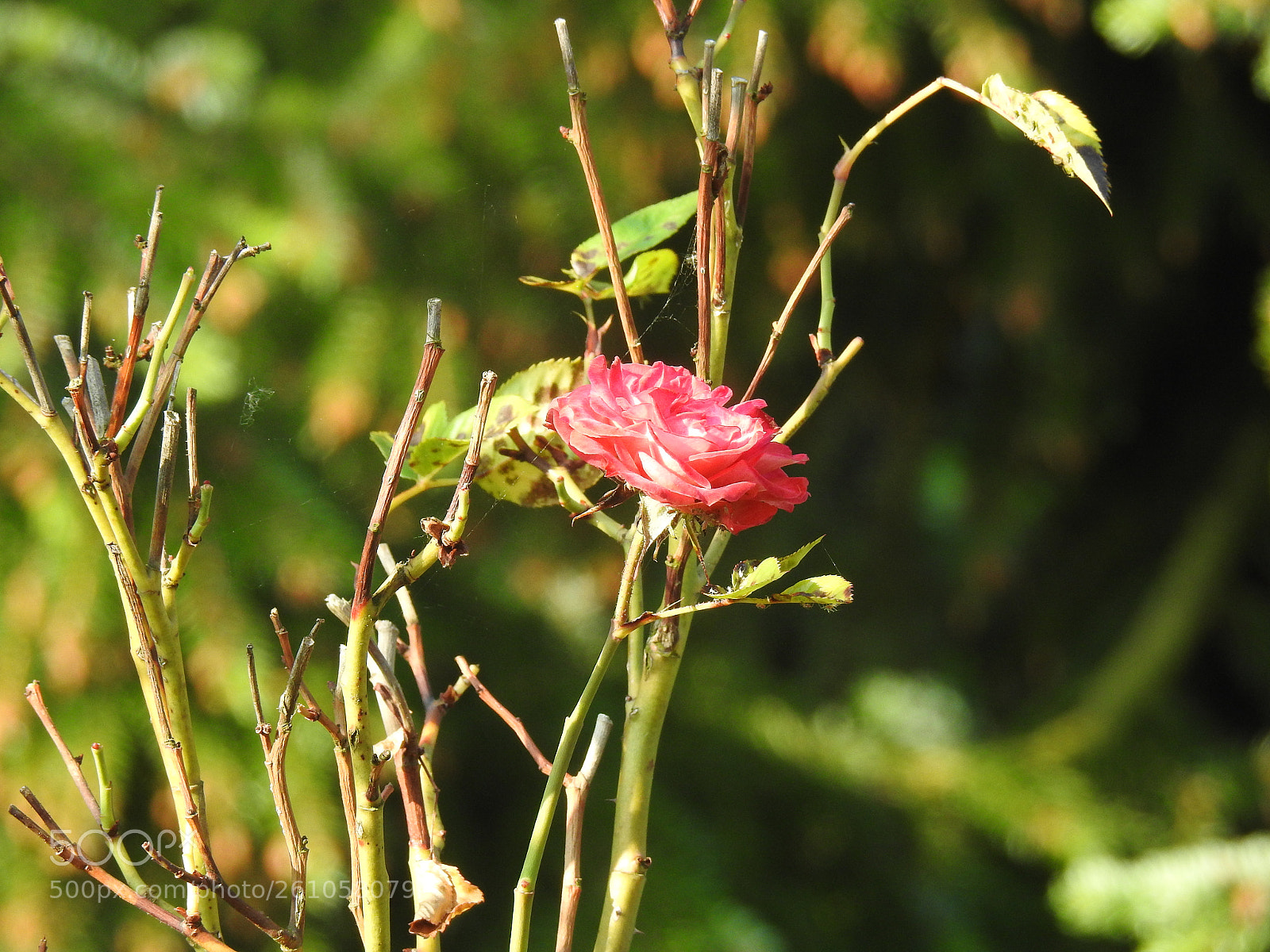 Nikon Coolpix P900 sample photo. Small solitary rose photography