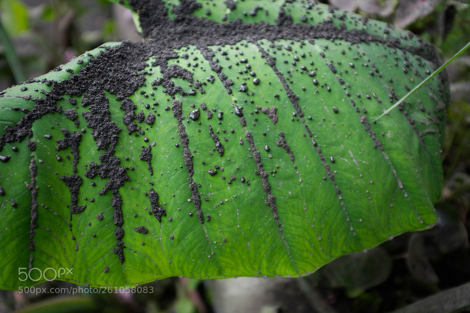 Fujifilm X100F sample photo. Black rain photography
