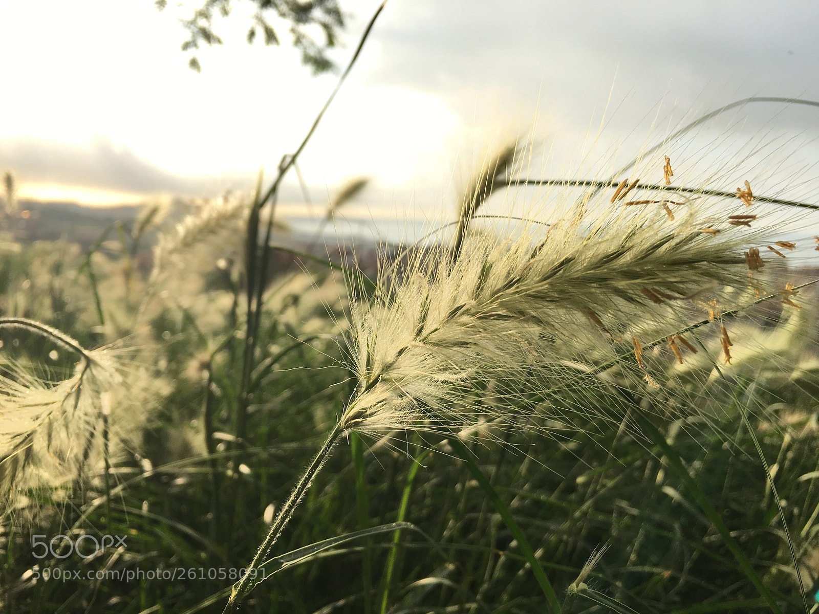Apple iPhone 6s sample photo. Morning spikes photography